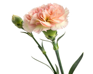 Pink Carnation Flower  isolated on transparent background
