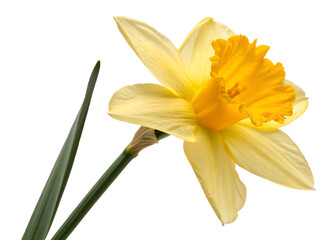 Fototapeta premium daffodil Flower isolated on transparent background