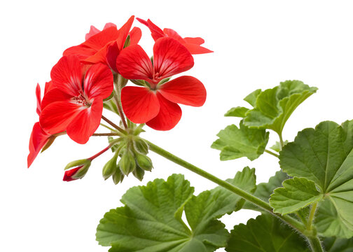 geranium flower  isolated on transparent background