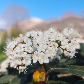 Grappe de fleurs blanches au printemps