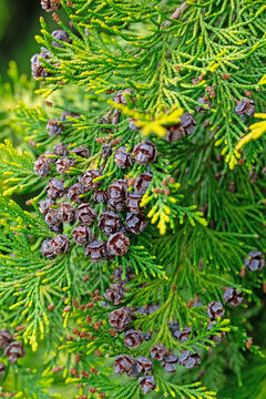 Samen der Scheinzypresse,Chamaecyparis