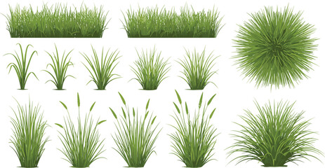 Green grass tuft collection vector illustration realistic lawn plants garden foliage set isolated design © Rumi