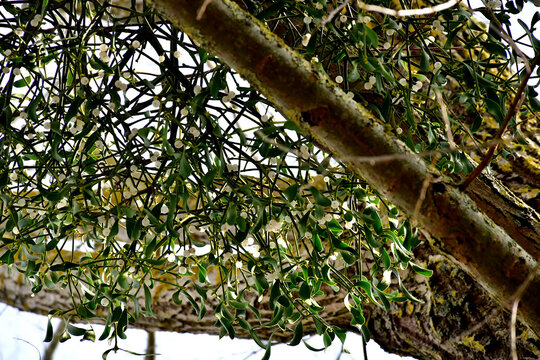 mistletoe in a tree in springtime in Germany
