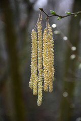 Naklejka premium Hazelnut blossom in Germany in spring