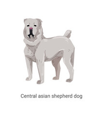 Obraz premium Vector illustration of a white Central Asian Shepherd dog standing on a white background.