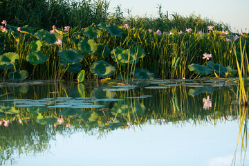 Fototapeta premium Blooming pink lotuses and their reflections in the water. Beautiful summer landscape at sunset.