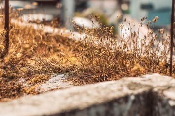  Close-Up of Dry Rooftop Plants and Soil Texture