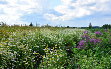 Wildflower Field with White and Purple Flowers Under Cloudy Sky front view