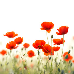 Obraz premium Red poppies in a field with blurred background