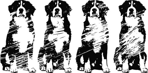 Fototapeta premium Bernese mountain dog silhouette set four black and white sketches of sitting dogs with fur texture detail