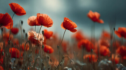 Obraz premium Vibrant Red Poppies Blooming in Misty Meadow at Dusk | Close-up Orange Poppy Flowers in Soft Foggy Field with Grass