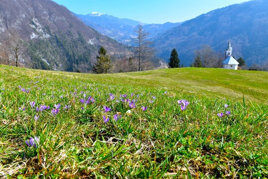 Meadow with purple crosus flowers and a church at Labinje with a view of a valley in Slovenia