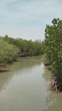 Calm water flows past lush mangroves and rustic pier in harmony