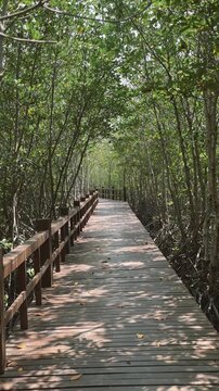Sheltered wooden pathway amidst mangroves for peaceful exploration