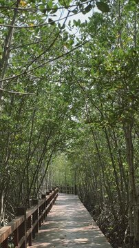 Tranquil route shaded by thick branches amid vibrant greenery