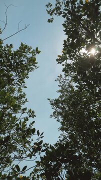 Sunshine illuminates foliage. Radiant sunlight through trees