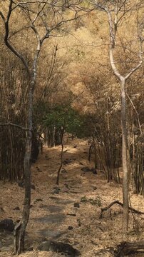 Quiet pathway weaving through dormant forest with leafless limbs