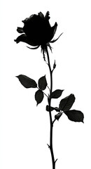 Live rose flower silhouette