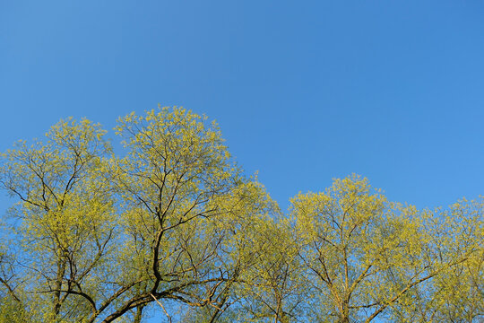 crones of trees with young little spring foliage against blue sky, abstract nature background. early spring season. Beautiful spring young green forest tree, view from below. template for design