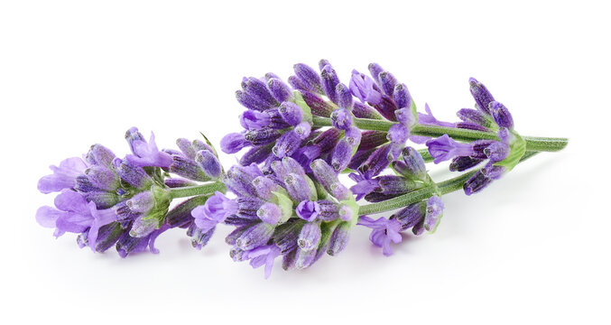 Lavender flowers isolated on white background 