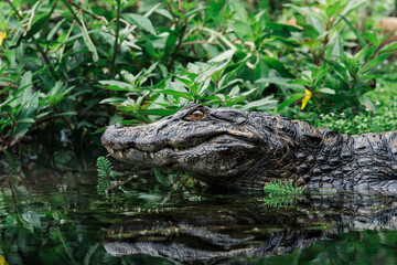 Fototapeta premium Yacare Caiman (Caiman yacare) partially submerged in water, Pantanal, Brazil