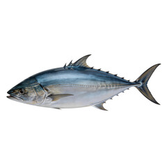 Fototapeta premium Atlantic Bluefin Tuna Fish Isolated on White