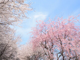 Fototapeta premium 権現堂桜堤の桜並木と春の風景（埼玉県幸手市）