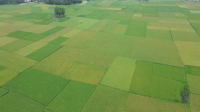 drone shots padi rice fields green wide beautiful in Bangladesh.
