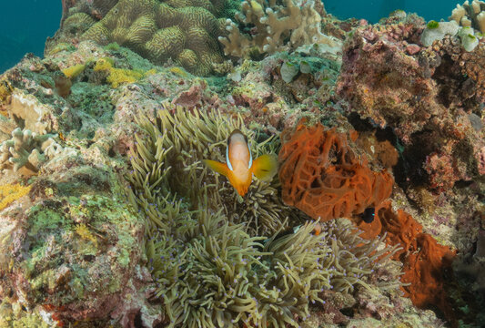Coral reef and water plants in the Sea at Apo Island, Philippines
