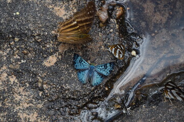 variety of butterflies drinking water from a creek © Nature Photos
