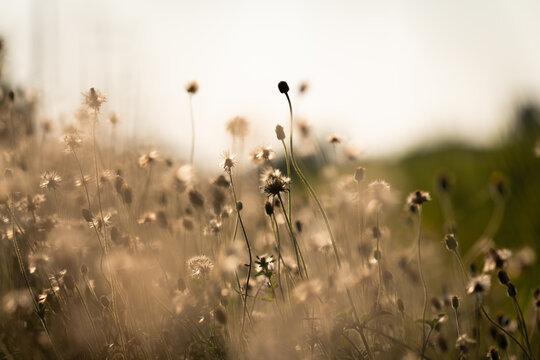 Delicate wild grass flowers with soft sunlight and dreamy bokeh, natural minimal background.