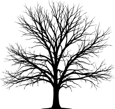 Bare winter tree with detailed branch structure