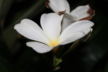 Obraz premium close up of white flower at night