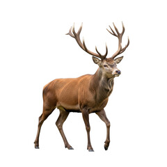Fototapeta premium Red deer stag with large antlers walking, isolated on white