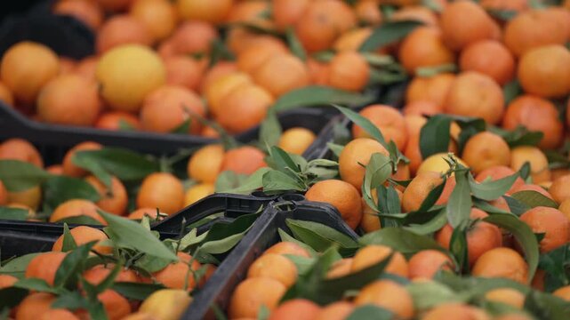 Organic orange tangerines for sale on local farm market
