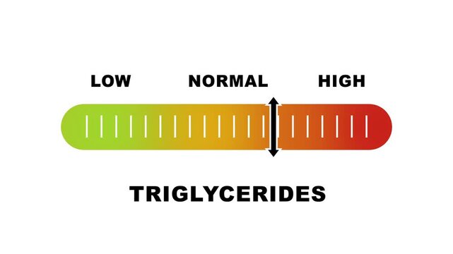 Triglycerides level indicator scale. Low normal & high meter infographic animation on white background. Showing high triglycerides level color gauge indicator for blood health and cardiovascular.