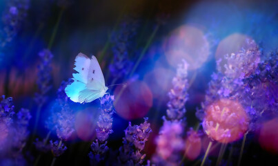 A wonderful photograph of a butterfly, one of nature's most adorable creatures. Natural background. © serkanmutan