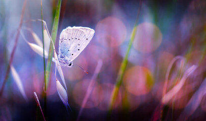 A wonderful photograph of a butterfly, one of nature's most adorable creatures. Natural background. © serkanmutan