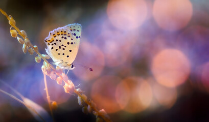 A wonderful photograph of a butterfly, one of nature's most adorable creatures. Natural background. © serkanmutan