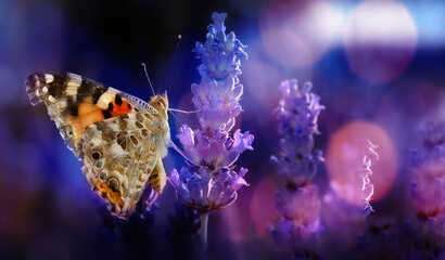 A wonderful photograph of a butterfly, one of nature's most adorable creatures. Natural background. © serkanmutan