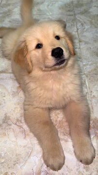 golden retriever puppy sitting on the bad 