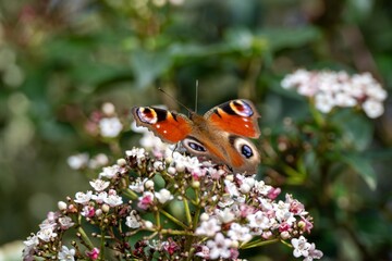 peacock butterfly resting on pretty flowers of wrinkled viburnum