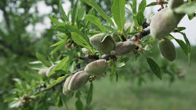 Almond tree harvest, Gran Canaria
