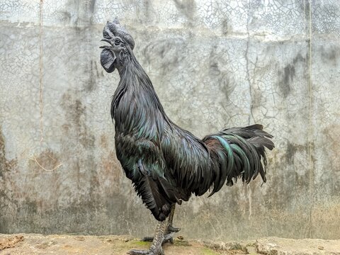Rare All-Black Ayam Cemani Rooster Perched on a Garden Wall