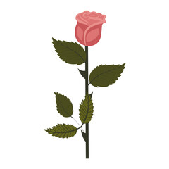Obraz premium Dusty pink rose. Elegant flower on a straight even stem. Vector illustration isolated on a white background.