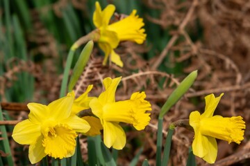 Fototapeta premium beautiful bright yellow daffodils spring flowers