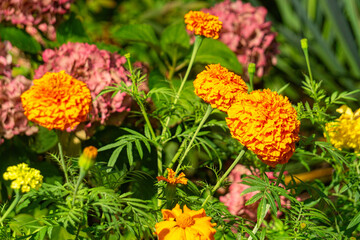 Yellow blooming summer marigold flowers	