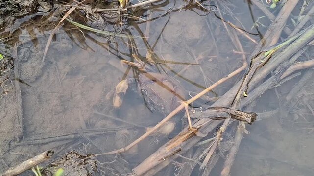 Yuyu, or freshwater crabs. Yuyu generally live in freshwater bodies such as rivers, swamps, and dams, and are often found in rice fields