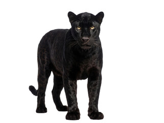 Black panther standing, front view, isolated on transparent background (PNG) © Trixy