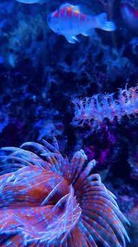 Painted comber fish and fan worm in coral reef aquarium. Striped fish swimming near colorful sea anemone and tube worm on dark underwater background.